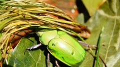 Chrysina prasina