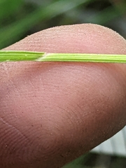 Melica spectabilis