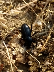 Coelocnemis dilaticollis