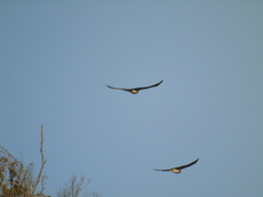 Geranoaetus melanoleucus