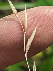 Melica spectabilis
