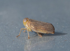 Aplos simplex