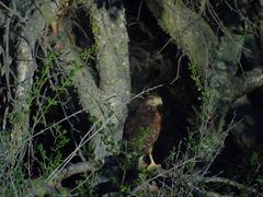Parabuteo unicinctus