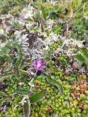 Saussurea kamtschatica