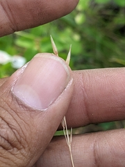 Melica spectabilis