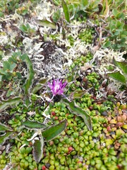 Saussurea kamtschatica