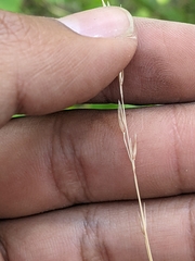 Melica spectabilis