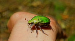 Chrysina prasina