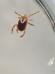 Image of Amblyomma maculatum