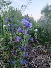 Echium vulgare