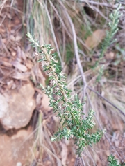 Olearia ramulosa