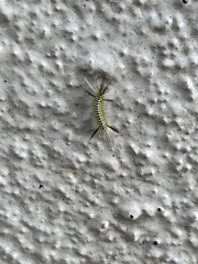 Lepidoptera