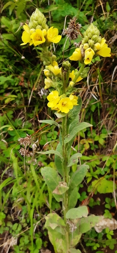 Verbascum X kerneri