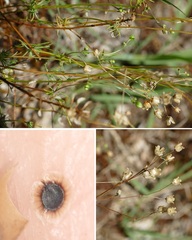 Spergula morisonii