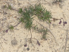 Spergula morisonii