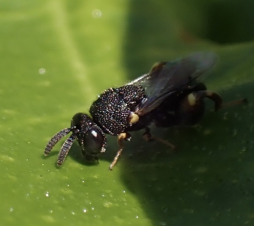 Brachymeria obtusata