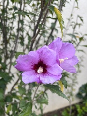 Hibiscus syriacus