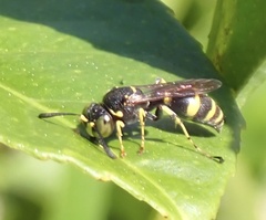 Ammatomus