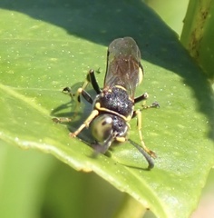 Ammatomus