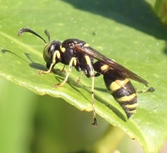 Ammatomus