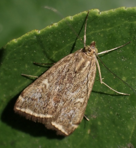vijačka repová (Loxostege sticticalis)