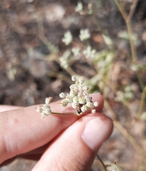 Pimpinella villosa