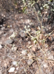 Pimpinella villosa