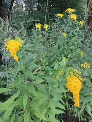 Solidago gigantea