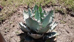 Agave oteroi