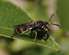 Ammatomus