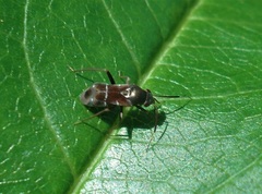 Pilophorus perplexus