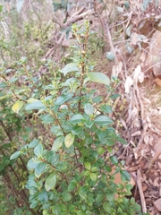 Coprosma hirtella