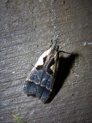 Dichomeris setosella