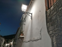 Tarentola mauritanica