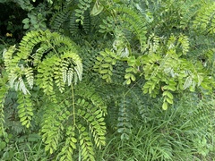 Albizia procera