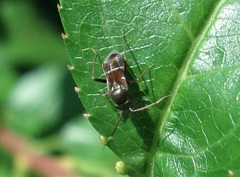 Pilophorus perplexus