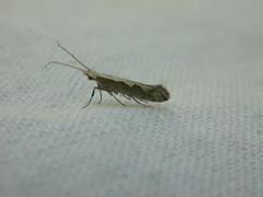 Plutella xylostella-australiana