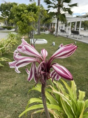 Crinum zeylanicum