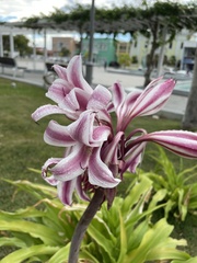 Crinum zeylanicum