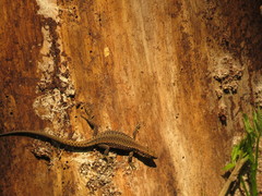 Lacertidae