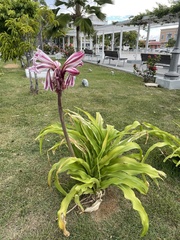 Crinum zeylanicum