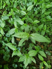 Polygonaceae