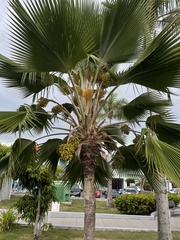 Pritchardia pacifica