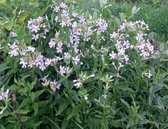 Saponaria officinalis