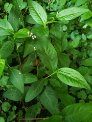Polygonaceae