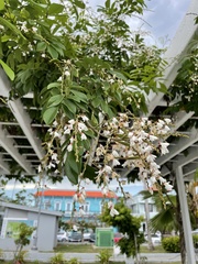 Derris scandens