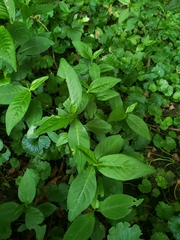 Polygonaceae
