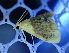 Lipocosmodes fuliginosalis