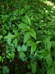 Polygonaceae