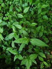 Polygonaceae